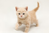 A little kitten of the British shorthair breed