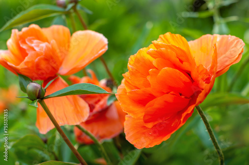 Field of Poppy Flowers in Spring