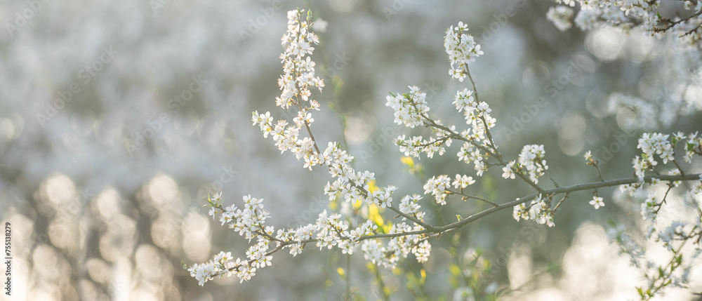 Background of blooming cherry branches in the sunlight.