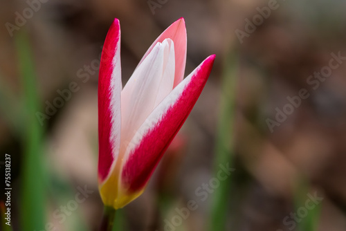 Clusiana Peppermintstick Red and White Tulip photo