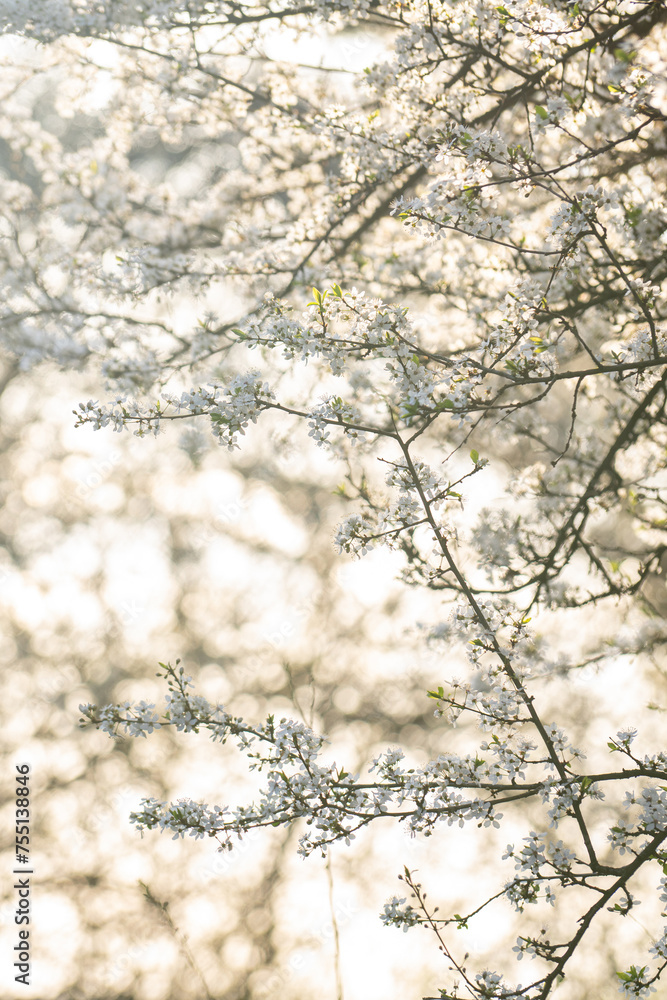 Background of blooming cherry branches in the sunlight. Background of blooming cherry branches in the sunlight.