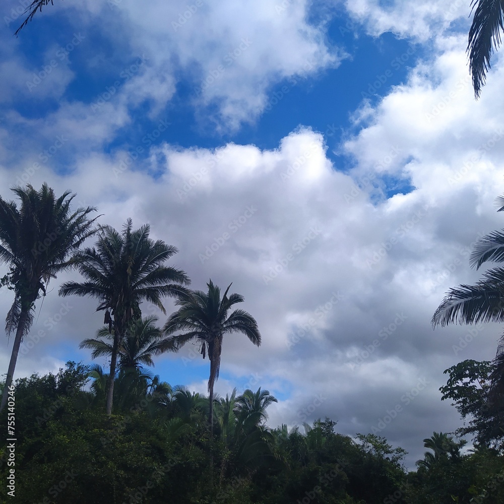 Where I live there are many babassu palm trees Where I live there are many babassu palm trees