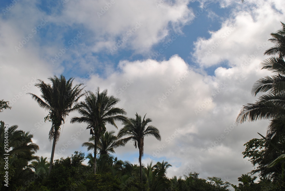 Where I live I live surrounded by palm trees