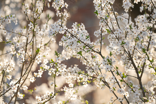 Background of blooming cherry branches in the sunlight...