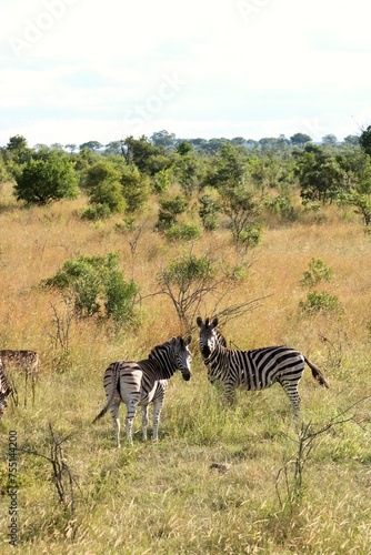 Zebras in Kruger National Park