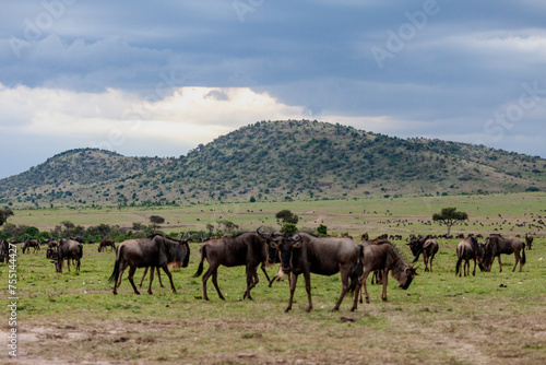 Fototapeta Naklejka Na Ścianę i Meble -  The blue wildebeest (Connochaetes taurinus) at Maasai Mara National Reserve, Narok, Kenya