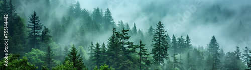 Nature’s Majesty: A Dense Forest in the Pacific Northwest