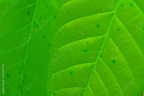 Green leaf background texture 