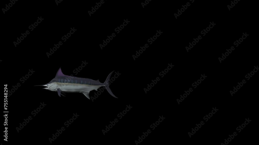 Word Fish View 3D swordfish underwater entering the left side and exiting on the right ...