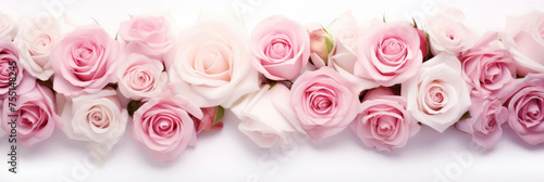 Banner with buds of fresh roses in white and pink colors  flowers in a row on a white background