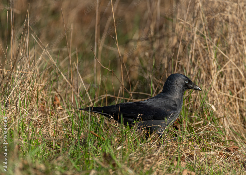 Fototapeta premium Jackdaw bird with black feathers in green dry spring grass in sunny day
