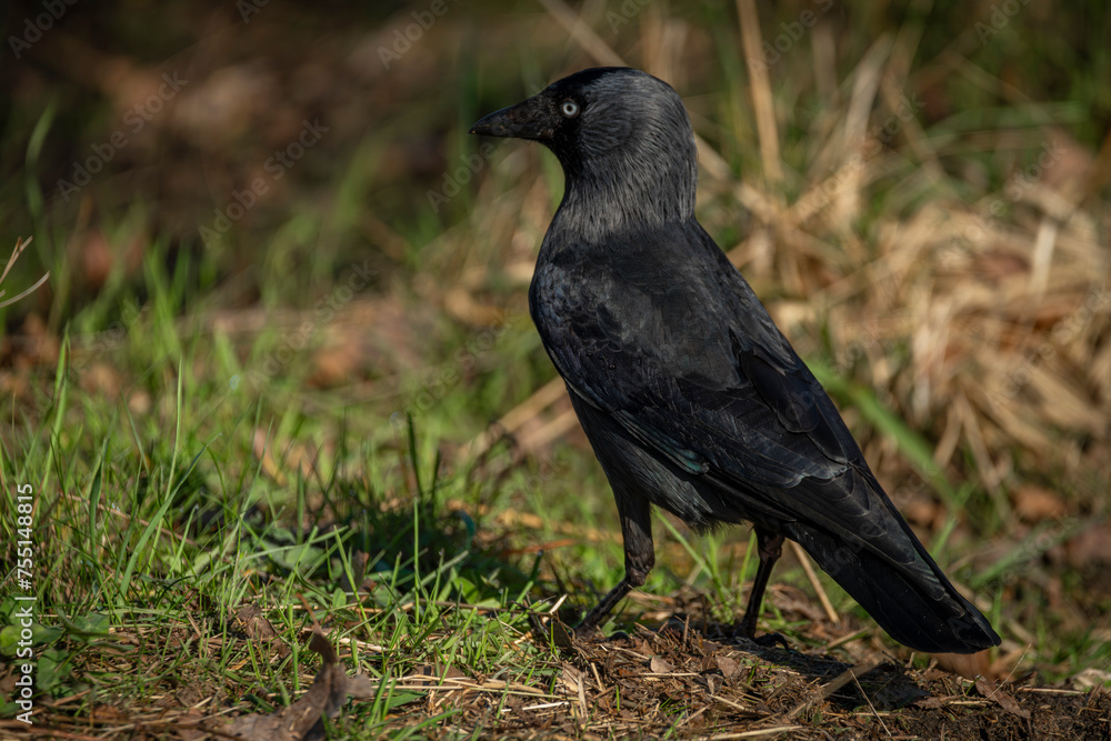 Fototapeta premium Jackdaw bird with black feathers in green dry spring grass in sunny day