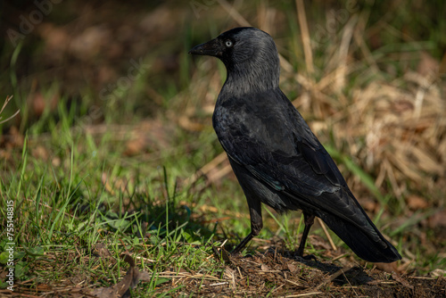 Jackdaw bird with black feathers in green dry spring grass in sunny day