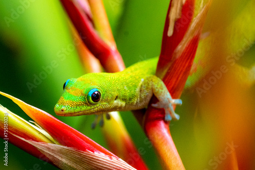 Madagascar Gold-Dusted Day Gecko in Hawaii