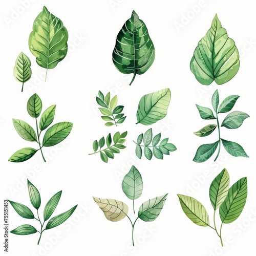 An illustration showcasing nine different types of green leaves  each with unique shapes and vein patterns  set against a white background