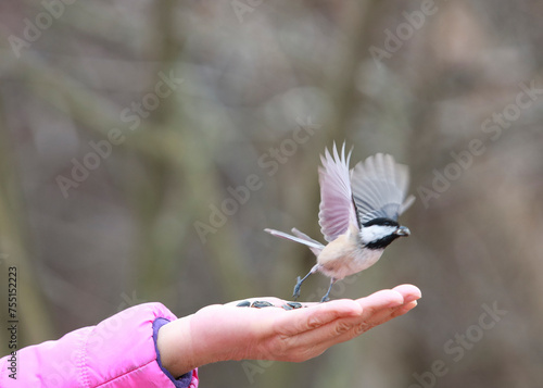 Feeding Black-capped Chickadees (Poecile atricapillus) on Woman's Hand