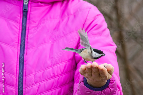 Feeding Black-capped Chickadees (Poecile atricapillus) on Woman's Hand photo