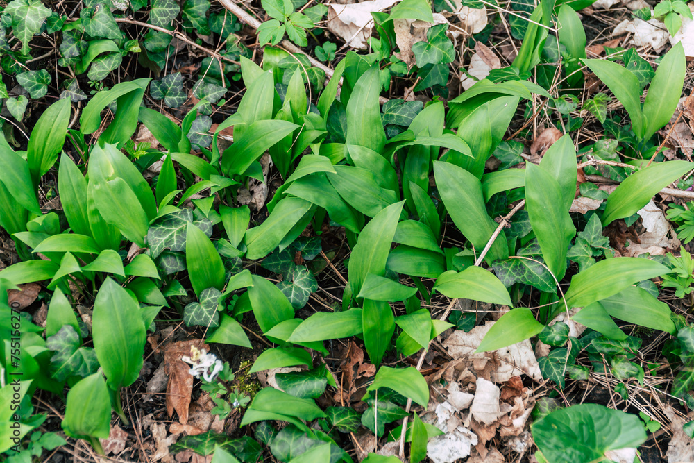 wild garlic in the forest wild garlic in the forest