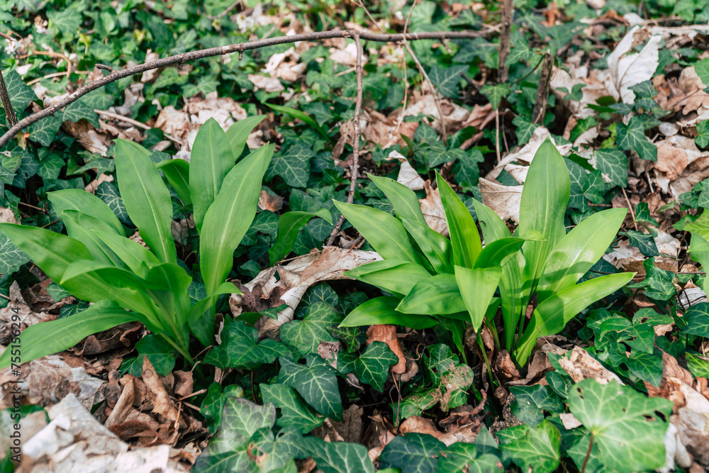 Obraz premium wild garlic in the forest