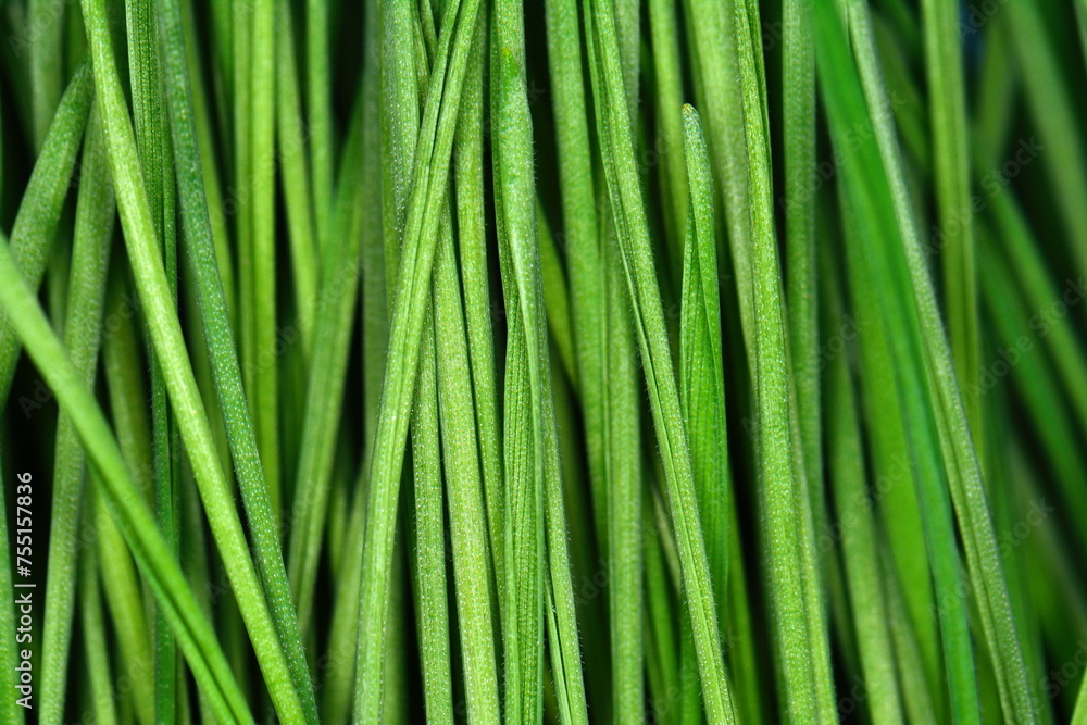 Green spring young wheat isolated on white background, with clipping path Green spring young wheat isolated on white background, with clipping path