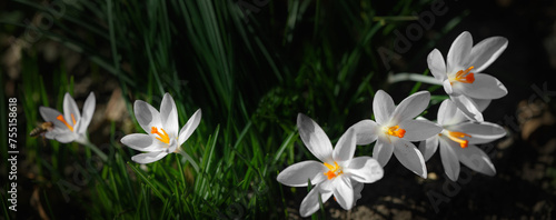 Picturesque lawn with crocuses. Spring first flower.White crocus.Spring primroses. 