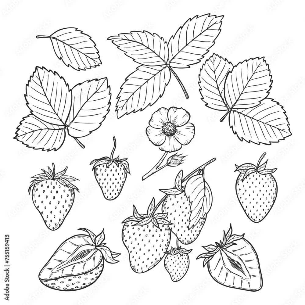 Vector strawberry line art illustration set with berries, leaves and flowers, hand drawn botanical outline drawing, monochrome sketch. Design elements for coloring book, background, pattern, packaging Vector strawberry line art illustration set with berries, leaves and flowers, hand drawn botanical outline drawing, monochrome sketch. Design elements for coloring book, background, pattern, packaging