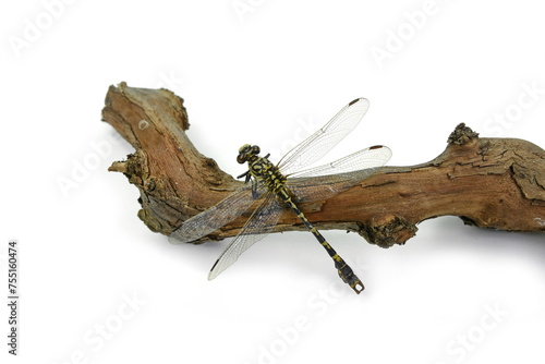 Dragonfly Onychogomphus lefebvrii (male) on a white background photo