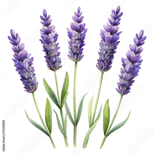 lavender flowers isolated on transparent background