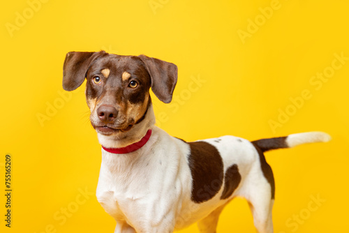 Portrait of mixed breed shelter dog on a bright yellow backdrop. Second chance photo  colorful dog portrait. 