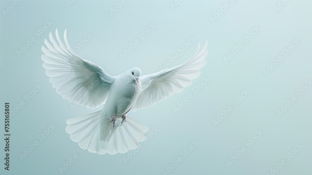 A white dove flying on a white background A white dove flying on a white background