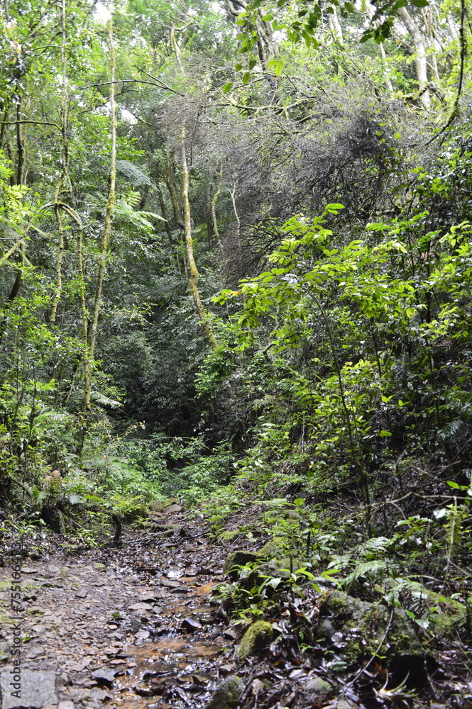 Fototapeta premium Trilha na mata