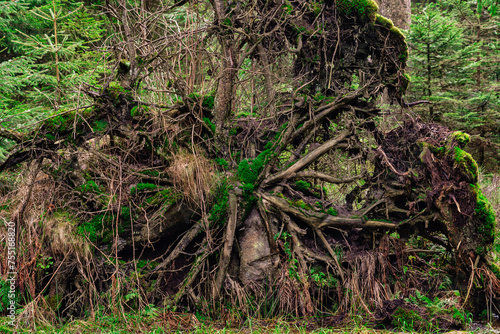 Entwurzelter Baum © blende11.photo