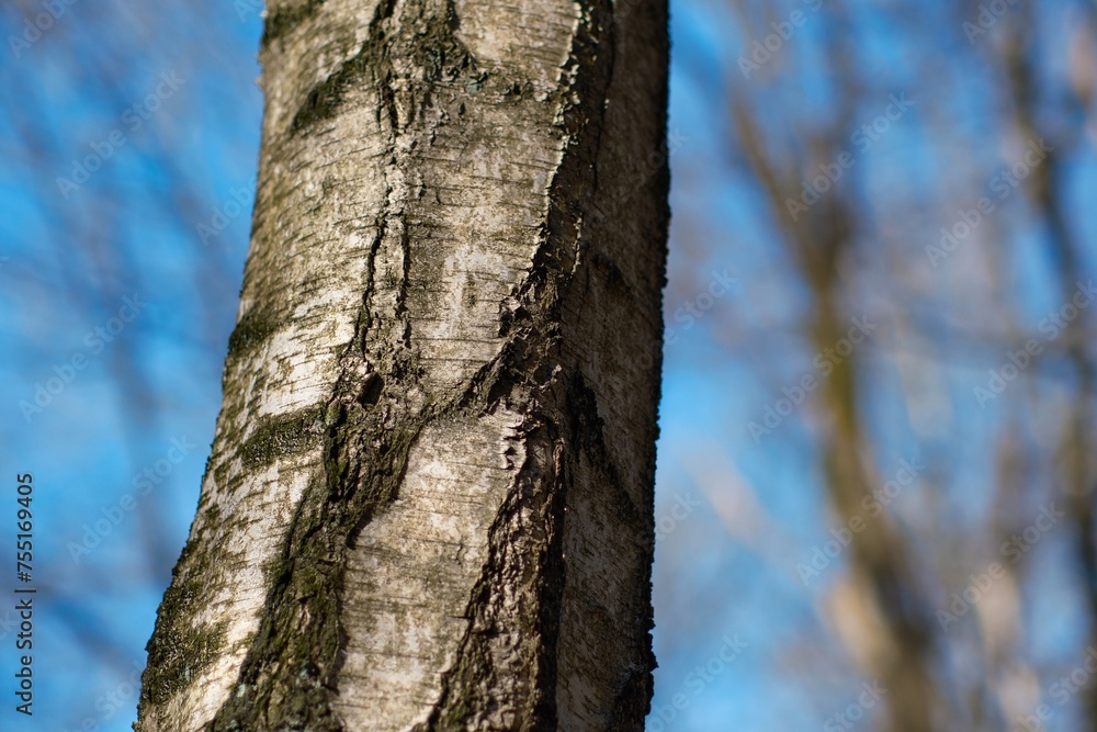 Baumstamm mit unscharfem Hintergrund im Wald