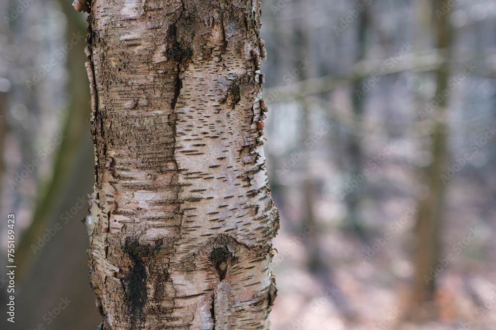 Naklejka premium Baumstamm mit unscharfem Hintergrund im Wald