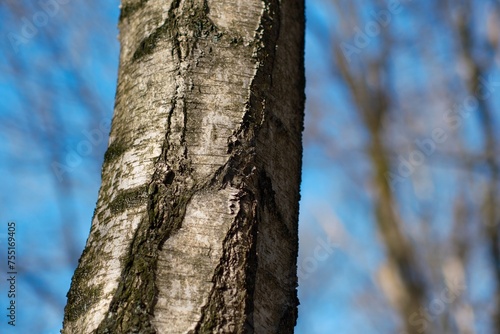 Fototapeta Naklejka Na Ścianę i Meble -  Baumstamm mit unscharfem Hintergrund im Wald