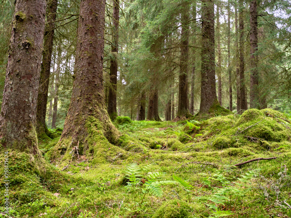 Obraz premium Mossy forest floor in the Argyll Forest Park, Scotland