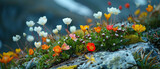 A colorful display of various wildflowers growing amidst rocks, showcasing nature's resilience and beauty in harsh conditions