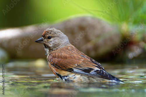 Linnet, Carduelis cannabina, male in the water of the bird watering hole. Czechia. 