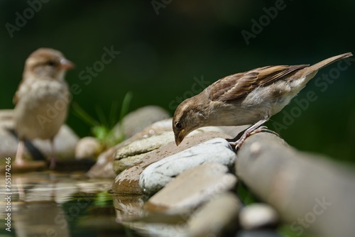 Two young house sparrows on a rock. Czechia.