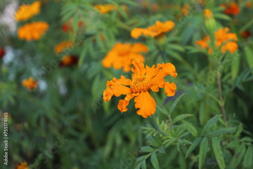 Wild marigold flower flower on green background. Summer Fragrant Flowers
