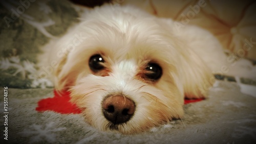 portrait of a dog