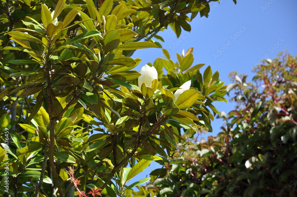 Close up of magnolia tree with leaves and flower in spring
