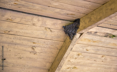 Swallow's nest under a wooden roof with a chick.