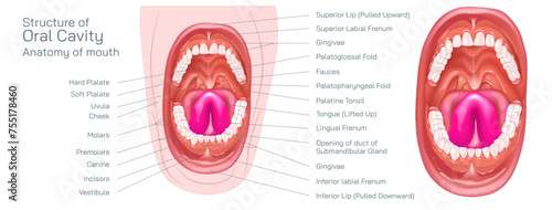 Parts of the mouth. Human mouth oral cavity anatomy vector illustration. The oral cavity, or more commonly known as the mouth or buccal cavity, serve as the first portion of the digestive system. photo