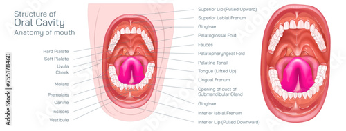 Parts of the mouth. Human mouth oral cavity anatomy vector illustration. The oral cavity, or more commonly known as the mouth or buccal cavity, serve as the first portion of the digestive system.