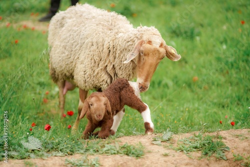 White sheep and little lamb on a meadow with green grass