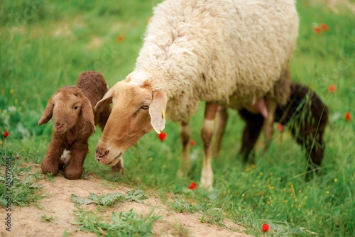 White sheep and little lamb on a meadow with green grass