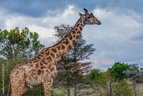 Maasai giraffe or  Kilimanjaro giraffe (Giraffa tippelskirchi) at Maasai Mara National Reserve, Narok, Kenya photo