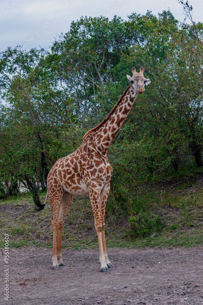 Maasai giraffe or Kilimanjaro giraffe (Giraffa tippelskirchi) at Maasai Mara National Reserve, Narok, Kenya Maasai giraffe or Kilimanjaro giraffe (Giraffa tippelskirchi) at Maasai Mara National Reserve, Narok, Kenya