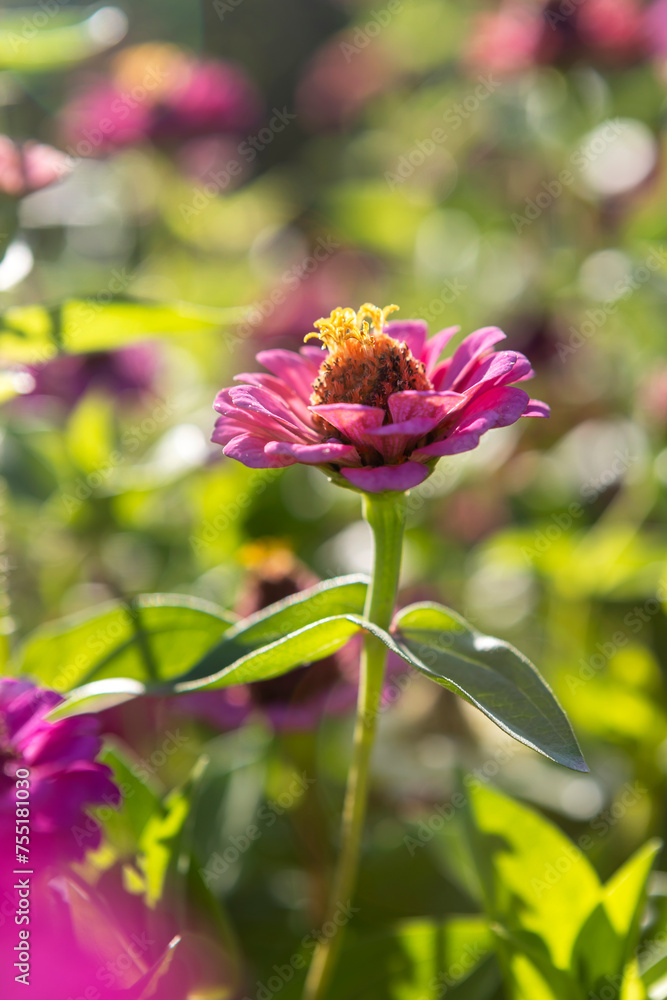 Zinnia